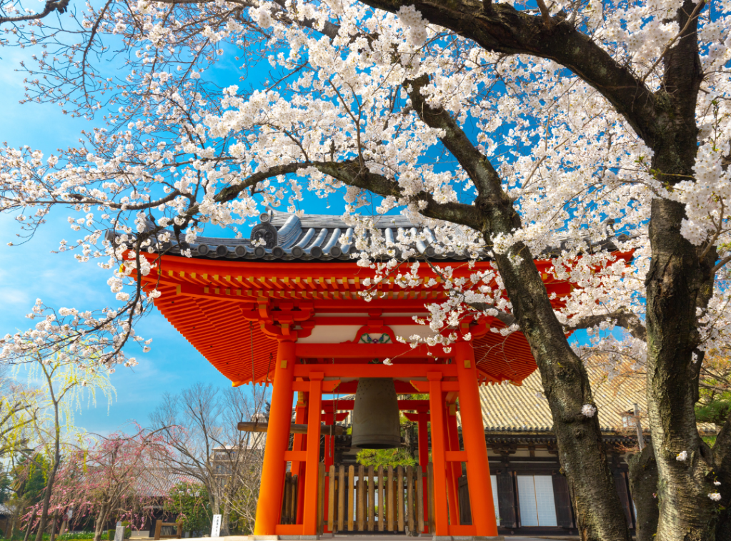 Experience Spring in Japan: Cherry Blossoms and Cultural&nbsp;Delights